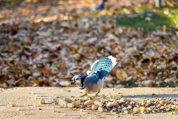 Framed Print : Blue Jay speading tail with a peanut in his beak. Feeding birds in the backyard Framed Print : Blue Jay speading tail with a peanut in his beak. Feeding birds in the backyard