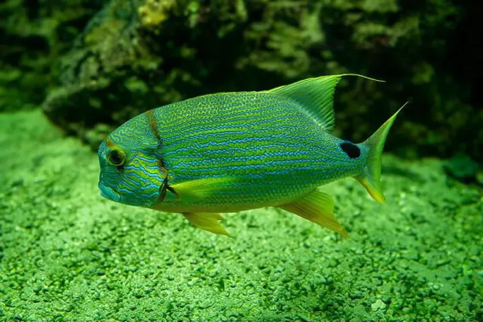 Framed Print : Blue-lined seabream or sailfin snapper (Symphorichthys spilurus) Framed Print : Blue-lined seabream or sailfin snapper (Symphorichthys spilurus)