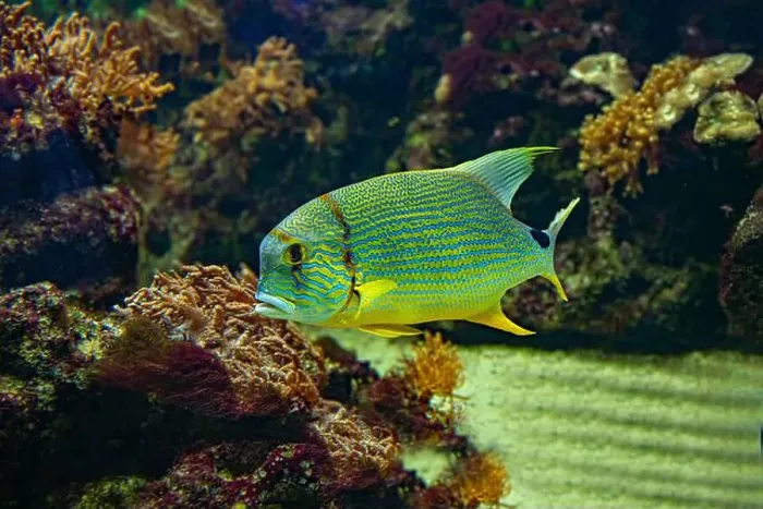 Framed Print : Blue-lined seabream or sailfin snapper (Symphorichthys spilurus) Framed Print : Blue-lined seabream or sailfin snapper (Symphorichthys spilurus)