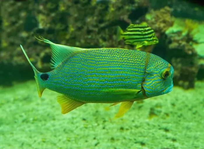 Framed Print : Blue-lined seabream or sailfin snapper (Symphorichthys spilurus) Framed Print : Blue-lined seabream or sailfin snapper (Symphorichthys spilurus)