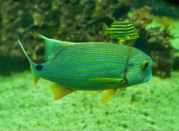 Framed Print : Blue-lined seabream or sailfin snapper (Symphorichthys spilurus) Framed Print : Blue-lined seabream or sailfin snapper (Symphorichthys spilurus)