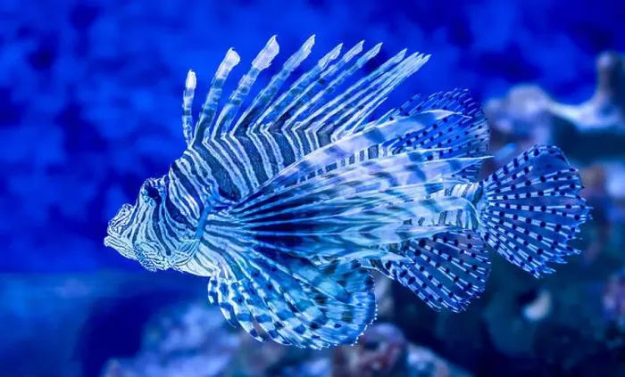 Framed Print : The blue lionfish in the sea aquarium