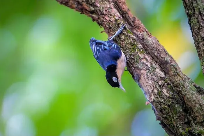 Framed Print : Blue Nuthatch - Sitta azurea perching on tree Framed Print : Blue Nuthatch - Sitta azurea perching on tree
