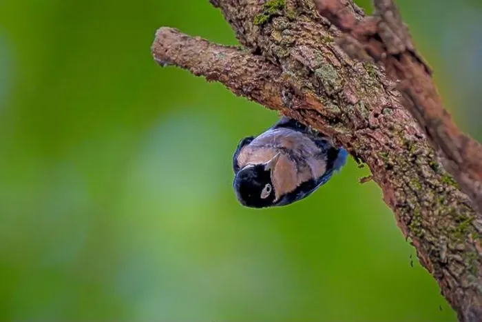 Framed Print : Blue Nuthatch - Sitta azurea perching on tree Framed Print : Blue Nuthatch - Sitta azurea perching on tree