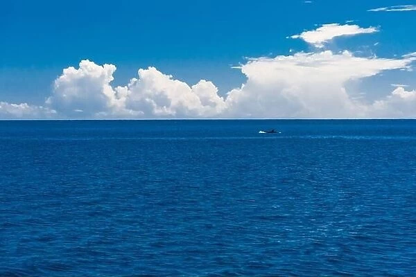 Blue ocean waves with dolphin or whale. Sea horizon under blue sky, idyllic nautical nature view