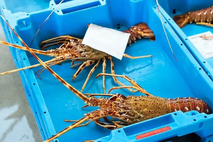 Framed Print : Blue plastic containers with catch of seafood Framed Print : Blue plastic containers with catch of seafood
