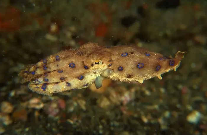 Framed Print : Blue-ringed octopus (Hapalochlaena maculosa), Lembeh Strait, Indonesia Framed Print : Blue-ringed octopus (Hapalochlaena maculosa), Lembeh Strait, Indonesia