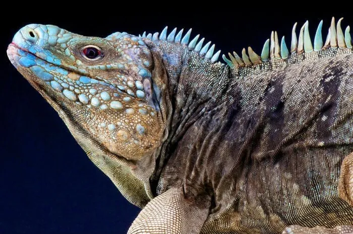 Framed Print : Blue rock iguana / Cyclura lewesi Framed Print : Blue rock iguana / Cyclura lewesi