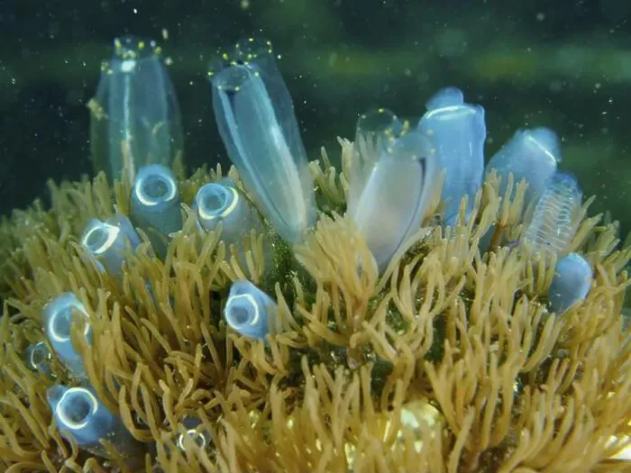 Framed Print : Blue Sea Squirt (Clavelina cyclus) on a coral reef with algae, dive site Secret Bay, Gilimanuk, Bali, Indonesia, Asia