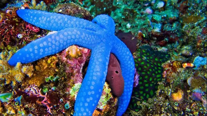 Framed Print : Blue Sea Star, Unckia laaevigata, Starfish, Reef Building Corals, Coral Reef, Lembeh, North Sulawesi, Indonesia, Asia Framed Print : Blue Sea Star, Unckia laaevigata, Starfish, Reef Building Corals, Coral Reef, Lembeh, North Sulawesi, Indonesia, Asia