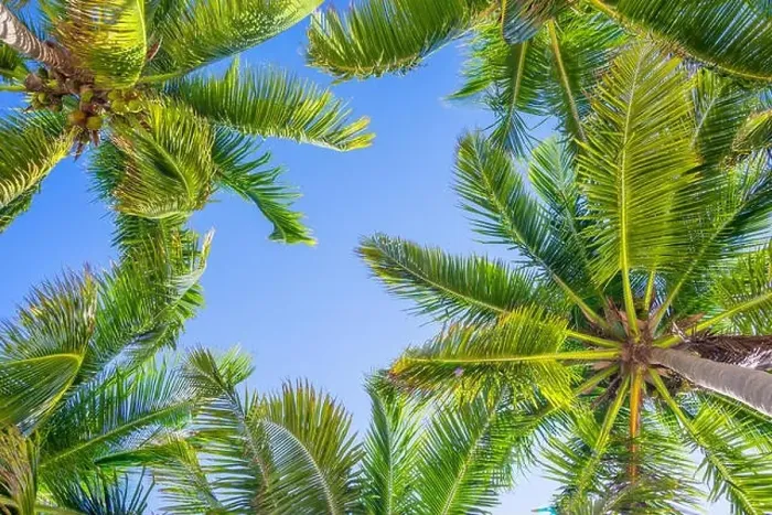 Framed Print : Blue sky and palm trees view from below