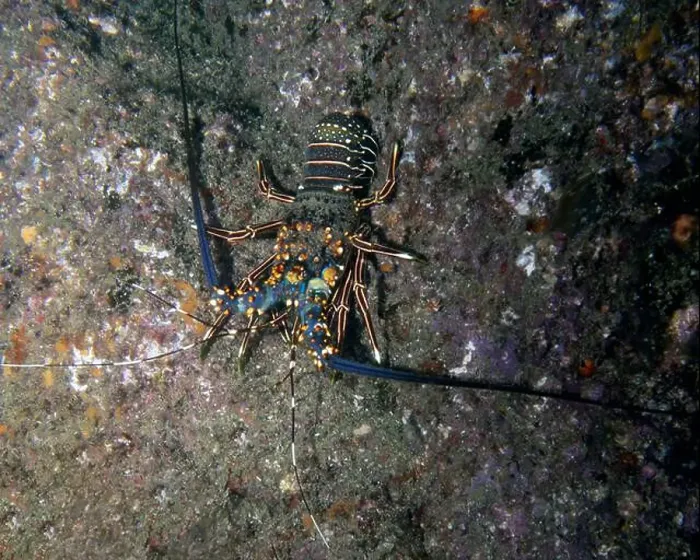 Framed Print : A Blue Spiny Lobster (Panulirus inflatus) in Cabo San Lucas, BCS, Mexico Framed Print : A Blue Spiny Lobster (Panulirus inflatus) in Cabo San Lucas, BCS, Mexico