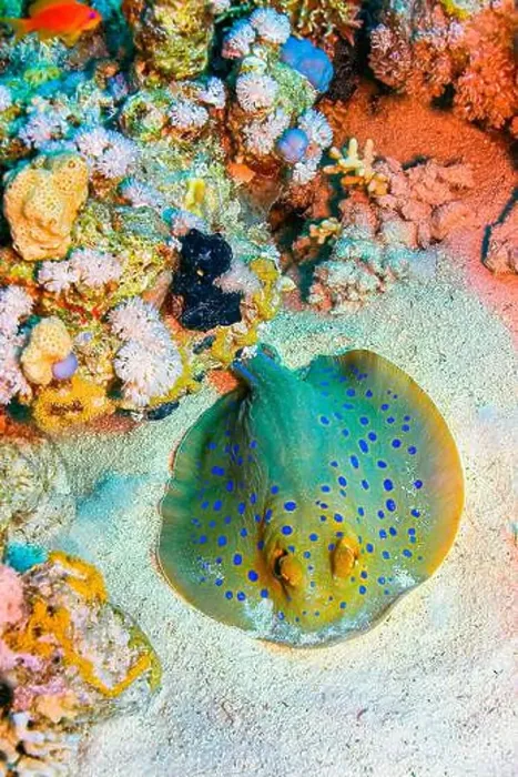 Framed Print : Blue Spotted Ribbontail Ray, Taeniura lymma, Coral Reef, Red Sea, Egypt, Africa Framed Print : Blue Spotted Ribbontail Ray, Taeniura lymma, Coral Reef, Red Sea, Egypt, Africa