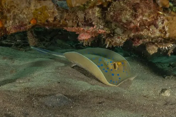 Framed Print : Blue-spotted stingray On the seabed in the Red Sea Eilat, Israel Framed Print : Blue-spotted stingray On the seabed in the Red Sea Eilat, Israel