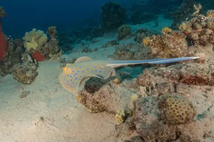 Framed Print : Blue-spotted stingray On the seabed in the Red Sea Eilat, Israel Framed Print : Blue-spotted stingray On the seabed in the Red Sea Eilat, Israel