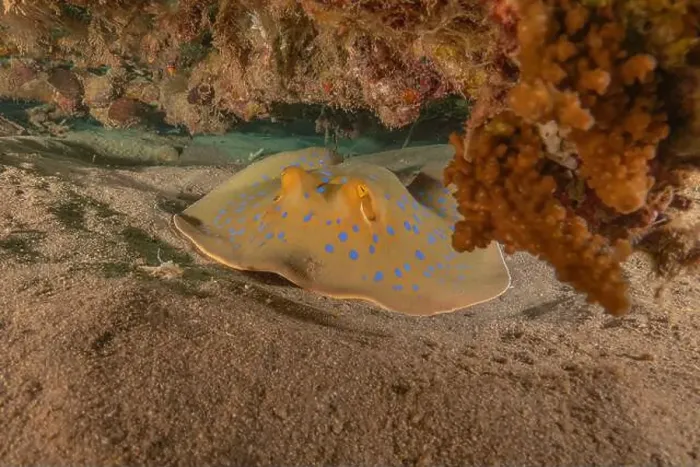 Framed Print : Blue-spotted stingray On the seabed in the Red Sea Eilat, Israel Framed Print : Blue-spotted stingray On the seabed in the Red Sea Eilat, Israel