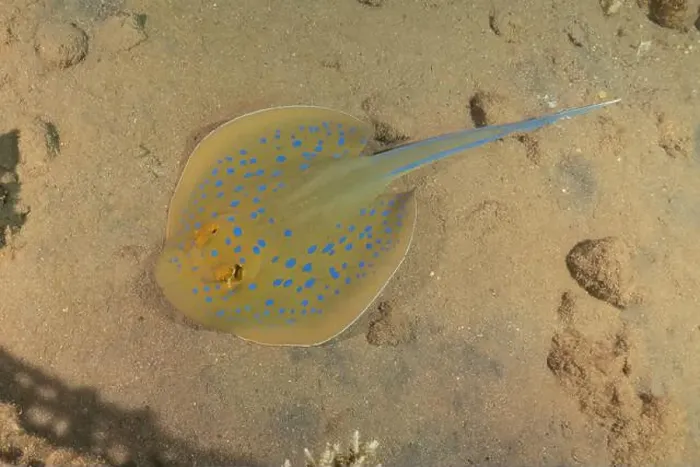 Framed Print : Blue-spotted stingray On the seabed in the Red Sea Eilat, Israel Framed Print : Blue-spotted stingray On the seabed in the Red Sea Eilat, Israel
