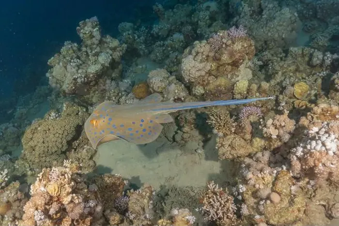 Framed Print : Blue-spotted stingray On the seabed in the Red Sea Eilat, Israel Framed Print : Blue-spotted stingray On the seabed in the Red Sea Eilat, Israel