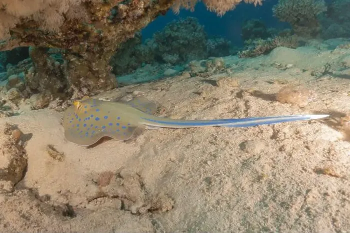 Framed Print : Blue-spotted stingray On the seabed in the Red Sea Eilat, Israel Framed Print : Blue-spotted stingray On the seabed in the Red Sea Eilat, Israel
