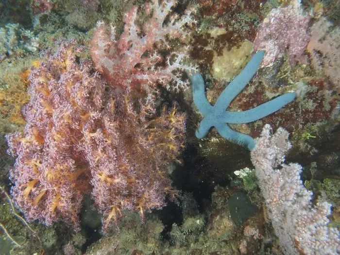 Framed Print : Blue starfish (blue Linckia laevigata) next to colourful soft corals under water Framed Print : Blue starfish (blue Linckia laevigata) next to colourful soft corals under water