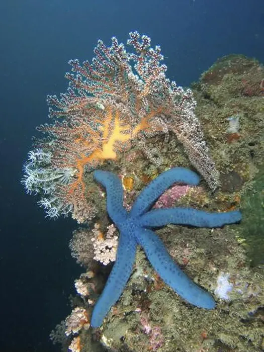 Framed Print : Blue starfish (blue Linckia laevigata) in a coral reef next to colourful soft corals Framed Print : Blue starfish (blue Linckia laevigata) in a coral reef next to colourful soft corals