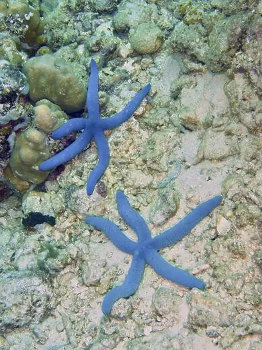 Framed Print : Two blue starfish (blue Linckia laevigata) on sandy seabed Framed Print : Two blue starfish (blue Linckia laevigata) on sandy seabed