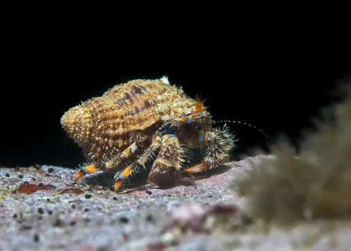 Framed Print : A Blue-striped hermit crab (Pagurus liochele) in it's shell underwater walking on a rock with black background Framed Print : A Blue-striped hermit crab (Pagurus liochele) in it's shell underwater walking on a rock with black background