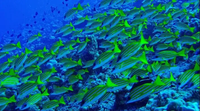 Framed Print : Blue-striped Snapper, Lutjanus kasmira, North Ari Atoll, Maldives, Indian Ocean, Asia Framed Print : Blue-striped Snapper, Lutjanus kasmira, North Ari Atoll, Maldives, Indian Ocean, Asia