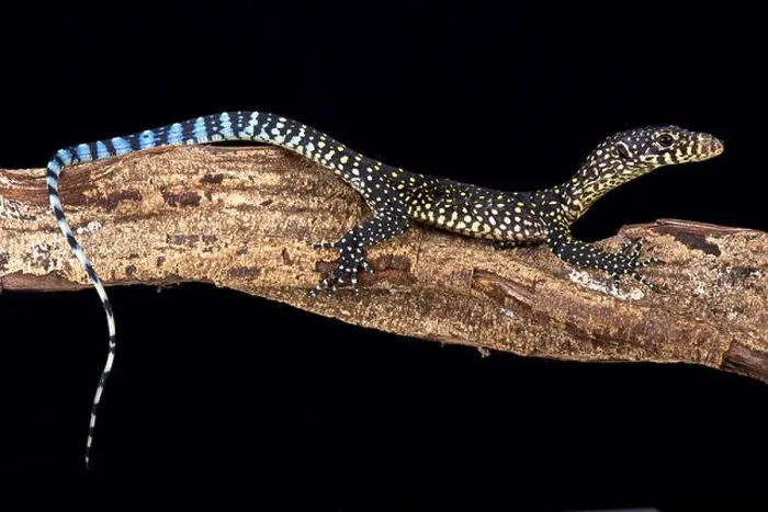 Framed Print : Blue-tailed monitor (Varanus doreanus) Framed Print : Blue-tailed monitor (Varanus doreanus)
