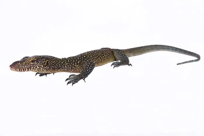 Framed Print : Blue-tailed monitor, Varanus doreanus Framed Print : Blue-tailed monitor, Varanus doreanus