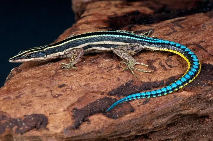 Framed Print : Blue tailed tree lizard / Holaspis guentheri Framed Print : Blue tailed tree lizard / Holaspis guentheri
