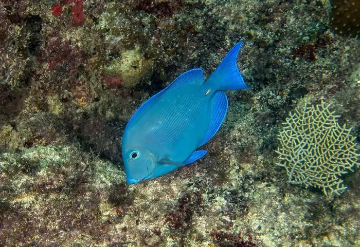 Framed Print : A Blue Tang (Acanthurus coeruleus) in Punta Cana, Dominican Republic Framed Print : A Blue Tang (Acanthurus coeruleus) in Punta Cana, Dominican Republic