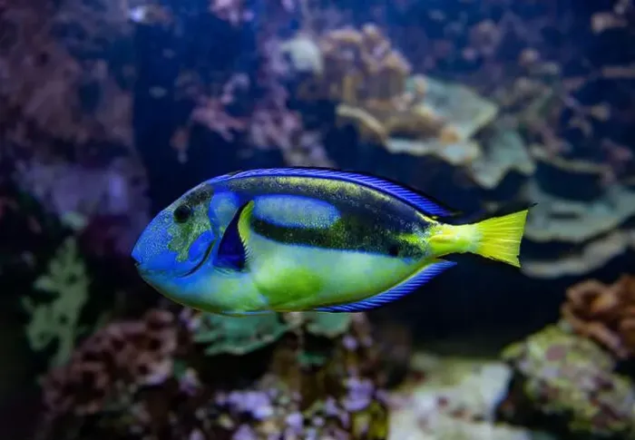 Framed Print : Blue Tang, Blue Hippo Tang or Palete Surgeonfish (Paracanthurus hepatus) Framed Print : Blue Tang, Blue Hippo Tang or Palete Surgeonfish (Paracanthurus hepatus)