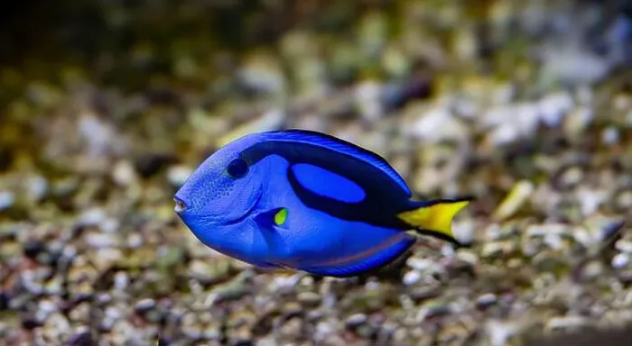 Framed Print : Blue Tang, Blue Hippo Tang or Palete Surgeonfish (Paracanthurus hepatus) Framed Print : Blue Tang, Blue Hippo Tang or Palete Surgeonfish (Paracanthurus hepatus)
