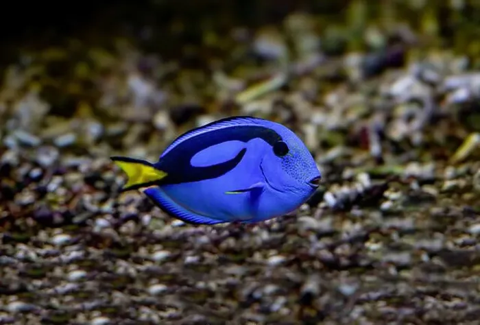 Framed Print : Blue Tang, Blue Hippo Tang or Palete Surgeonfish (Paracanthurus hepatus) Framed Print : Blue Tang, Blue Hippo Tang or Palete Surgeonfish (Paracanthurus hepatus)