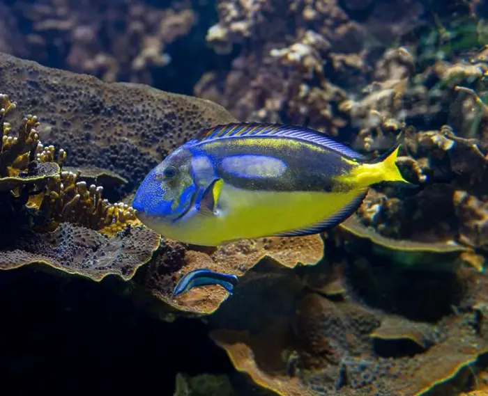Framed Print : Blue Tang, Blue Hippo Tang or Palete Surgeonfish (Paracanthurus hepatus) Framed Print : Blue Tang, Blue Hippo Tang or Palete Surgeonfish (Paracanthurus hepatus)