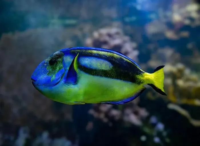 Framed Print : Blue Tang, Blue Hippo Tang or Palete Surgeonfish (Paracanthurus hepatus) Framed Print : Blue Tang, Blue Hippo Tang or Palete Surgeonfish (Paracanthurus hepatus)
