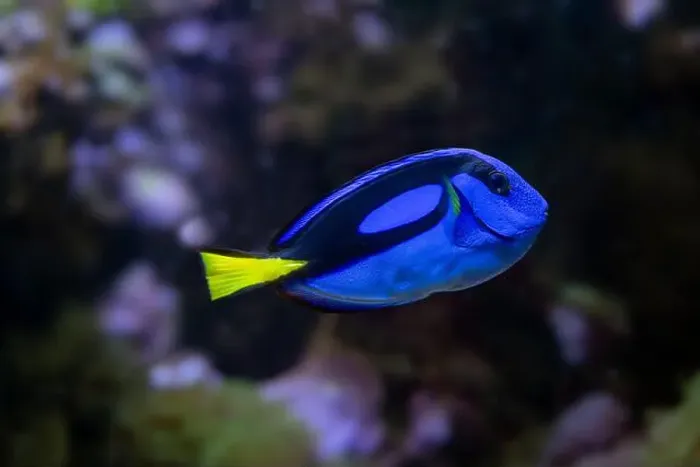 Framed Print : Blue Tang, Blue Hippo Tang or Palete Surgeonfish (Paracanthurus hepatus) Framed Print : Blue Tang, Blue Hippo Tang or Palete Surgeonfish (Paracanthurus hepatus)