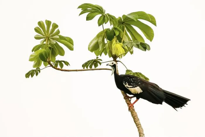 Framed Print : Blue-throated piping Guan perched on a tiny tree with leaves Framed Print : Blue-throated piping Guan perched on a tiny tree with leaves