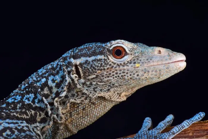 Framed Print : blue tree monitor (Varanus macraei ) Framed Print : blue tree monitor (Varanus macraei )