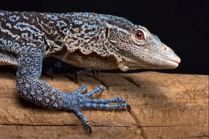 Framed Print : The Blue tree monitor (Varanus macraei) is endemic to the island of Batanta in Indonesia Framed Print : The Blue tree monitor (Varanus macraei) is endemic to the island of Batanta in Indonesia