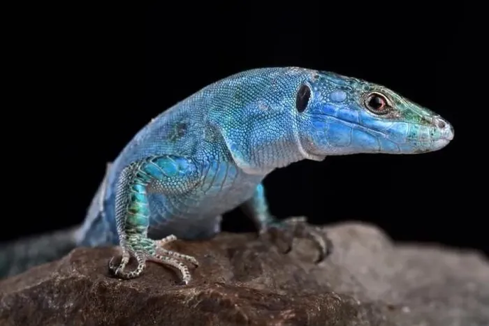 Framed Print : Blue wall lizard (Podarcis sicula coerulea)