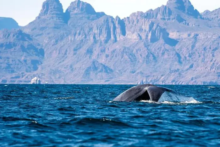 Framed Print : A blue whale in loreto bay baja california sur Framed Print : A blue whale in loreto bay baja california sur
