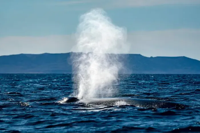 Framed Print : A blue whale in loreto bay baja california sur Framed Print : A blue whale in loreto bay baja california sur