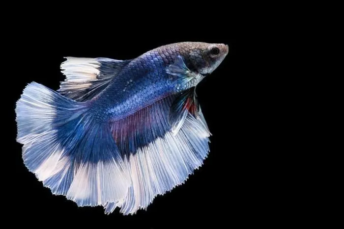 Framed Print : Blue and white betta fish Framed Print : Blue and white betta fish