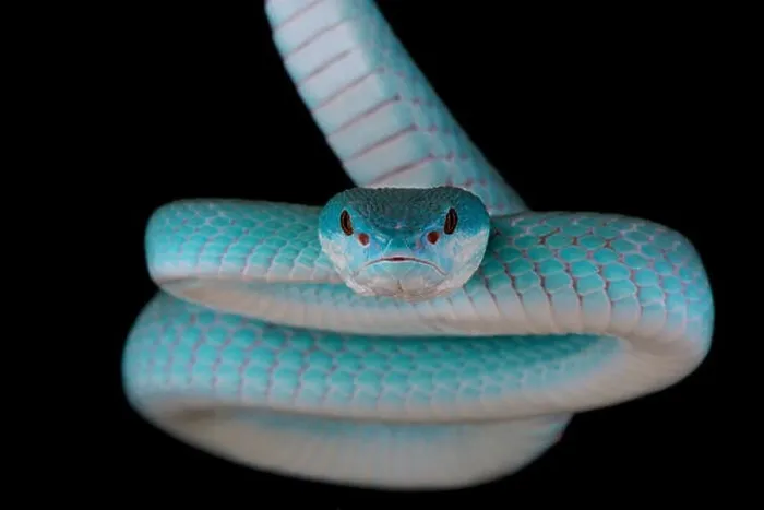 Framed Print : Blue white-lipped island pitviper (Trimeresurus albolabris insularis) Framed Print : Blue white-lipped island pitviper (Trimeresurus albolabris insularis)