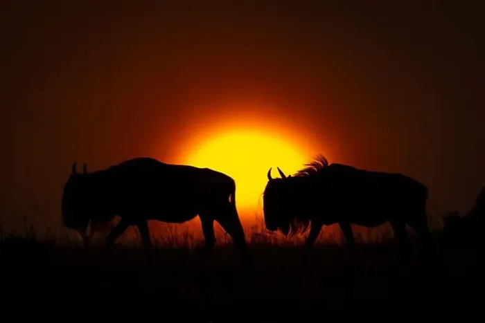 Framed Print : Two blue wildebeest walks silhouetted on horizon Framed Print : Two blue wildebeest walks silhouetted on horizon