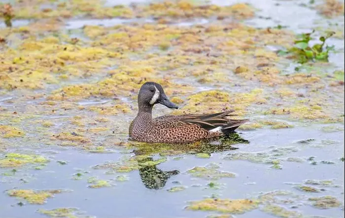 Framed Print : Blue Winged Teal in a Quiet Pond in Brazos Bend State Park in Texas Framed Print : Blue Winged Teal in a Quiet Pond in Brazos Bend State Park in Texas