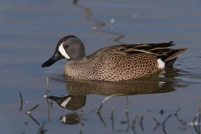 Framed Print : Blue-winged Teal (Spatula discors) Glenn County California USA Framed Print : Blue-winged Teal (Spatula discors) Glenn County California USA