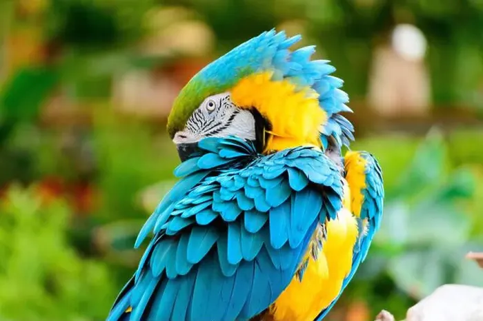 Framed Print : Blue and yellow macaw parrot arranging its colorful feathers Framed Print : Blue and yellow macaw parrot arranging its colorful feathers